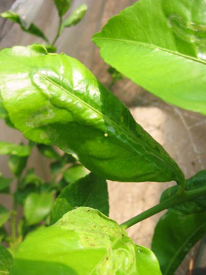 里芋の六方剥き