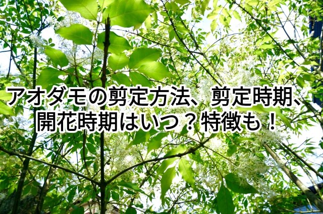 庭木としての「アオダモ」特徴と魅力とは？育て方や成長後の大きさ、虫の湧きやすさ、価格・相場はいくら