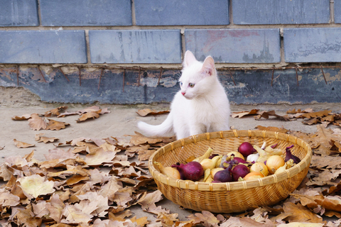 獣医師監修 犬が玉ねぎを食べてしまった 危険な理由や中毒症状、応急処置法まで徹底解説SBIペット少額短期保険