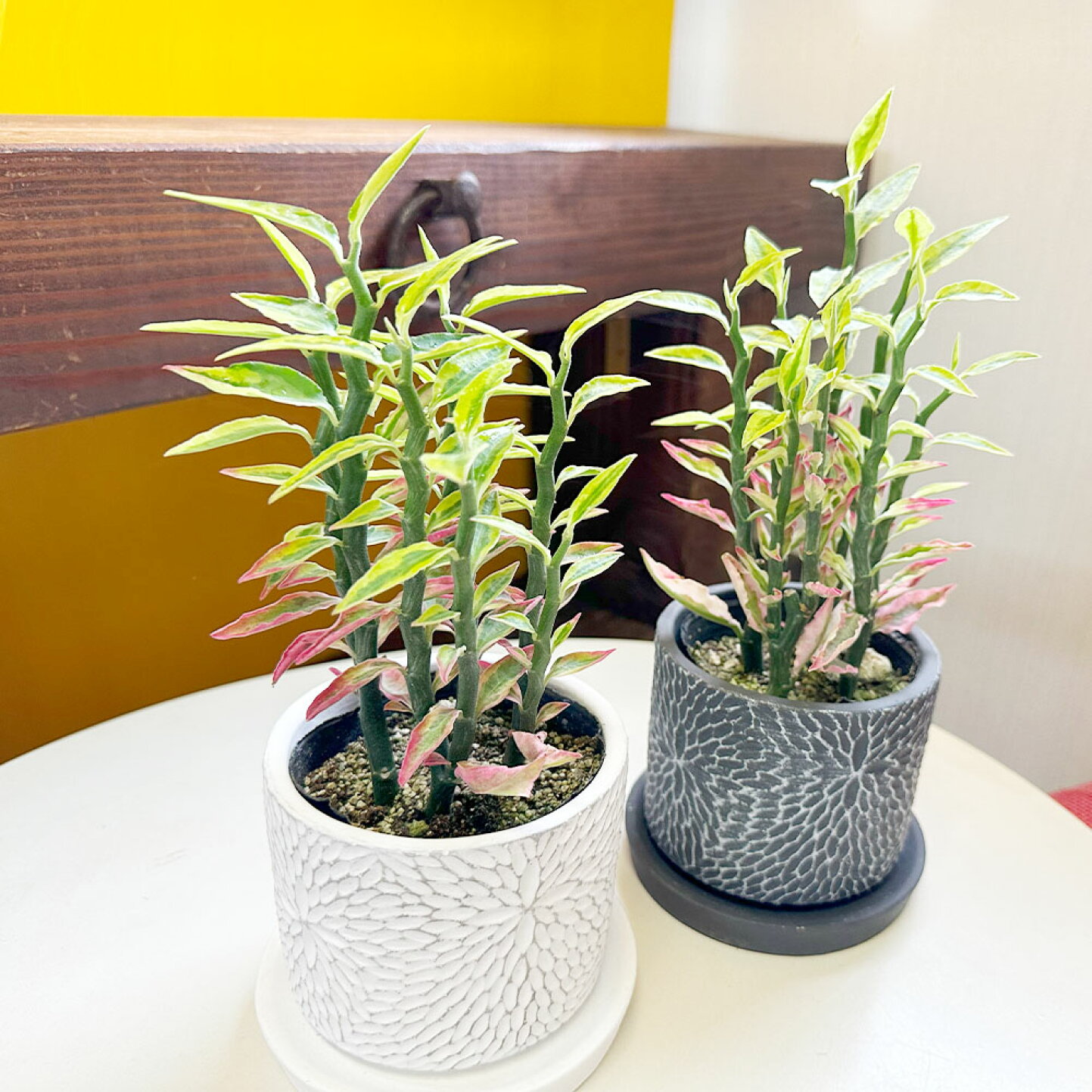 ペディランサス ダイギンリュウ の育て方ヤサシイエンゲイ