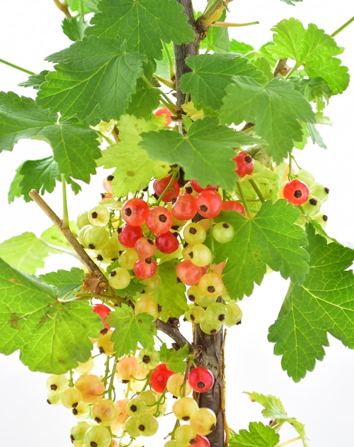 フサスグリ ふさすぐり 房酸塊 - 庭木図鑑 植木ペディア