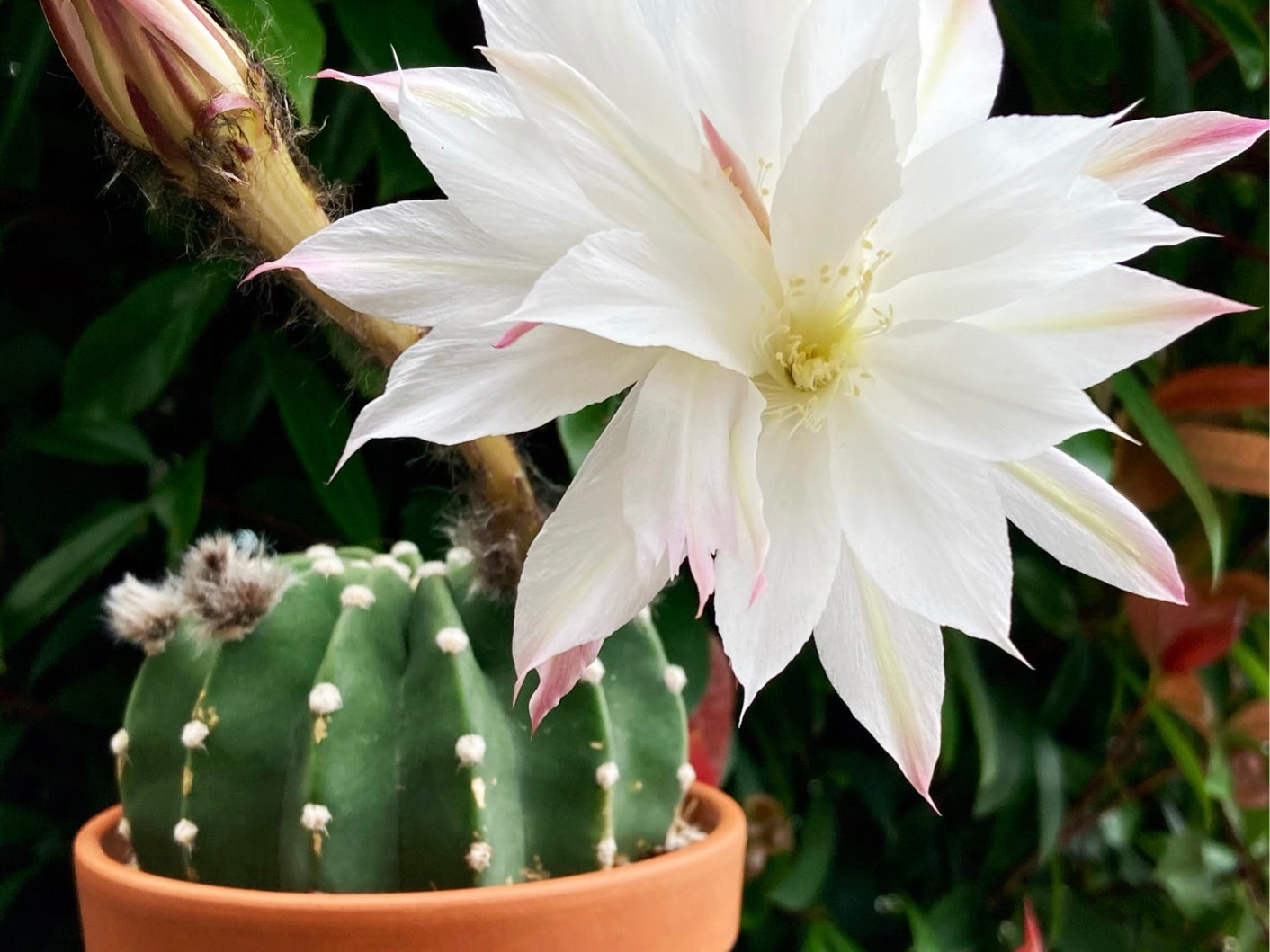 シャコバサボテンの花言葉名前の由来花言葉・誕生花HanaPrime ハナプライム