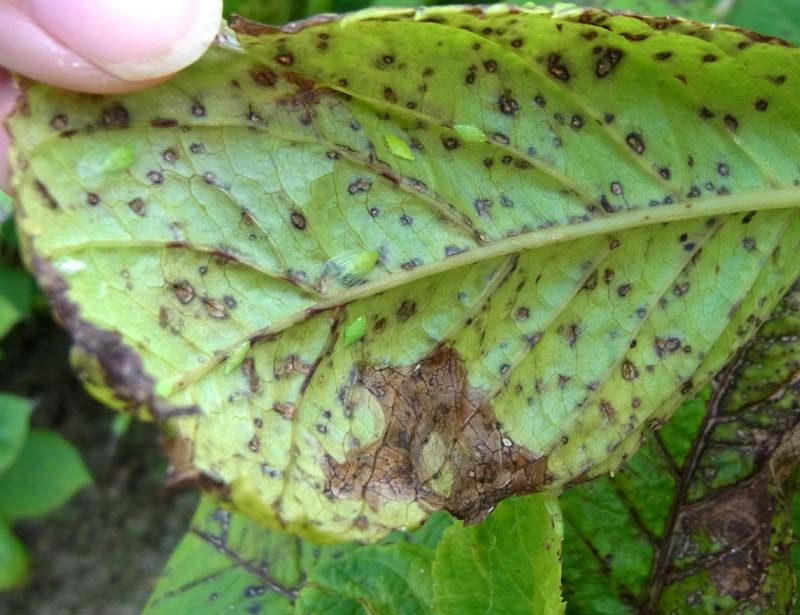 紫陽花の葉これは病気でしょうか？葉に気になる斑点が拡がっていて- Yahoo!知恵袋