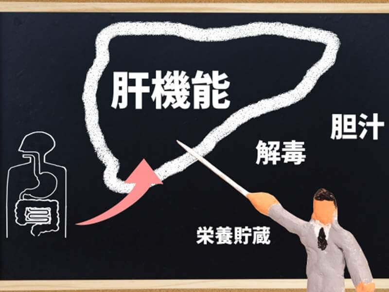 水質改善に大活躍！コリドラス最高の混泳生体、淡水シジミとは