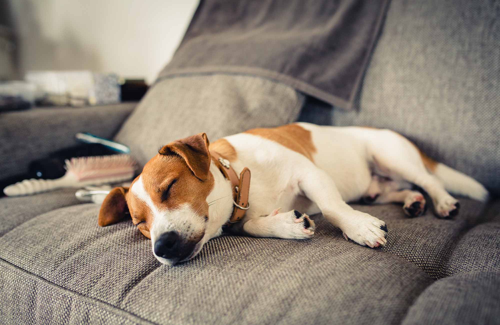 獣医師監修 犬がずっと寝てるのは病気？平均睡眠時間や病気の可能性を解説│ マルカンPAGE ペット用品・ペット情報サイト