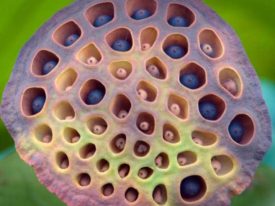 HERSバスラボ ボトル りんごの香り 540g 1本 湯の色 ピュアレッド 透明湯タイプ白元アース - アスクル