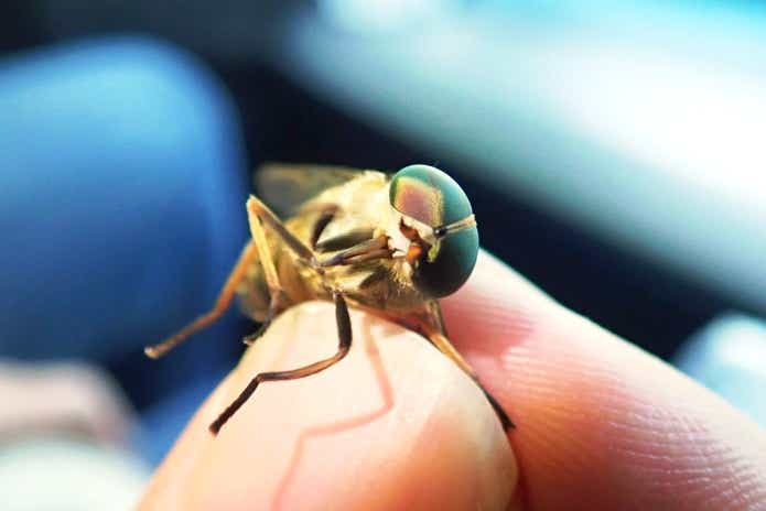 アブ対策 噛まれてしまった時の応急処置夏の川釣りはアブに要注意！TSURI HACK 日本最大級の釣りマガジン - 釣りハック