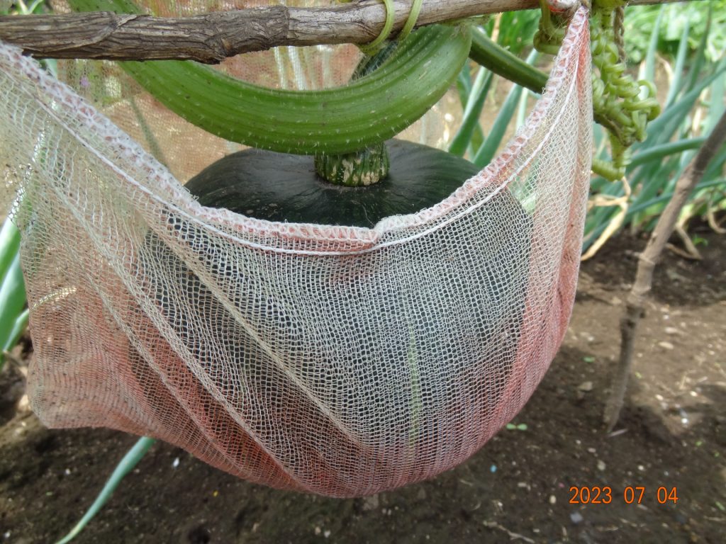 うどんこ病ってどんな病気？ 植物にダメージを与えるうどんこ病の対策とはGardenStoryガーデンストーリー