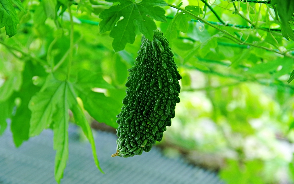 ゴーヤの根元の葉5,6枚に写真のような黄色い斑点ができていました。どうかお- Yahoo!知恵袋