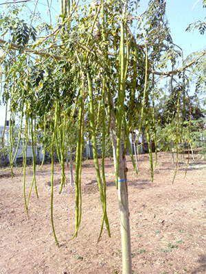 モリンガ・ステノペタラ Moringa stenopetala