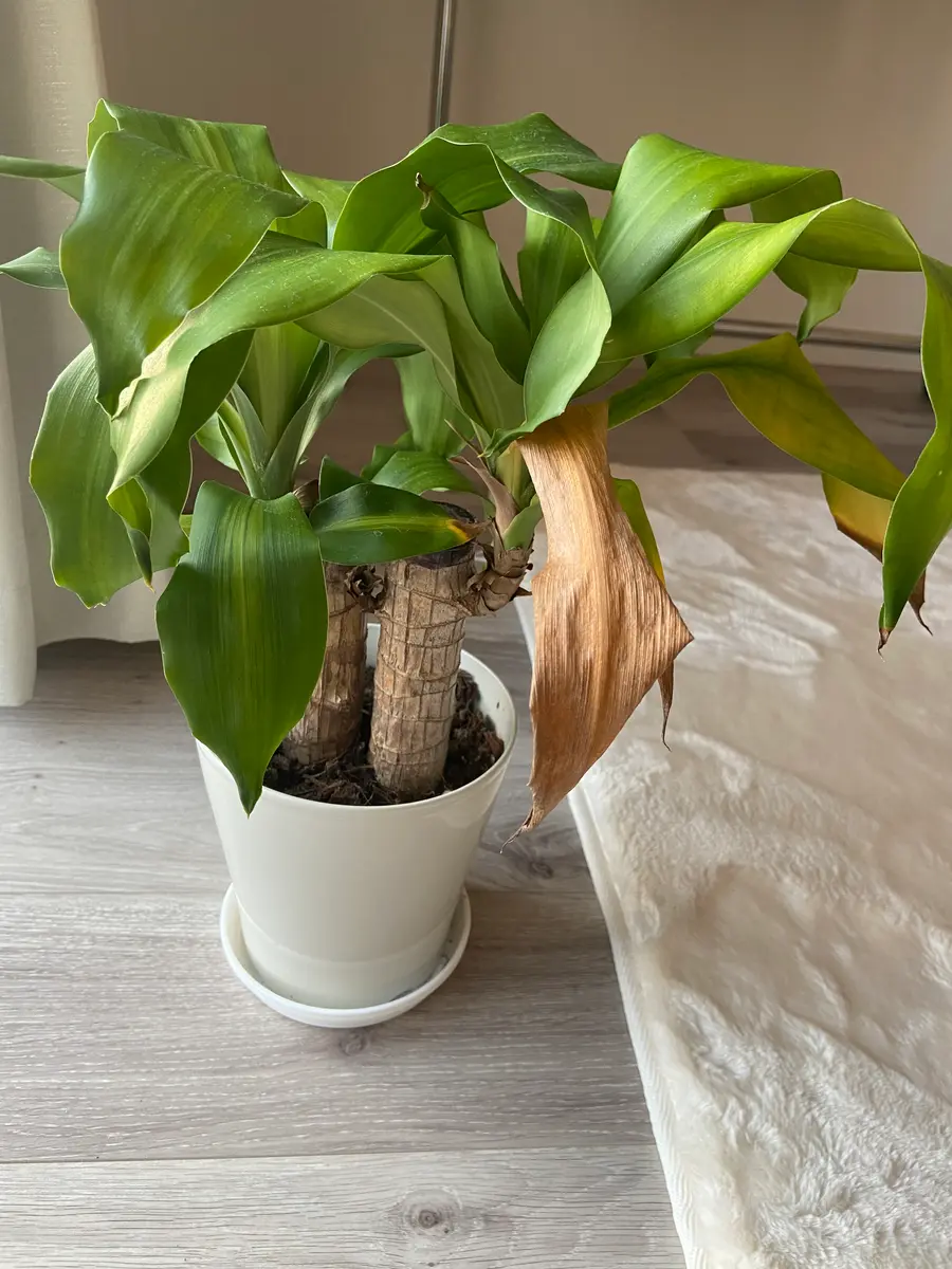 ポトスの葉が枯れる原因と対処法を画像付きで解説！観葉植物のお悩みを解決するなら観葉植物ラボ