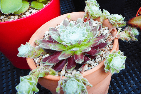 センペルビウムの育て方多肉植物研究家が殖やし方や仕立て直しの方法を解説！「巻絹」や「ブルーボーイ」など人気種も紹介農業・ガーデニング・園芸・家庭菜園マガジン AGRIPICK