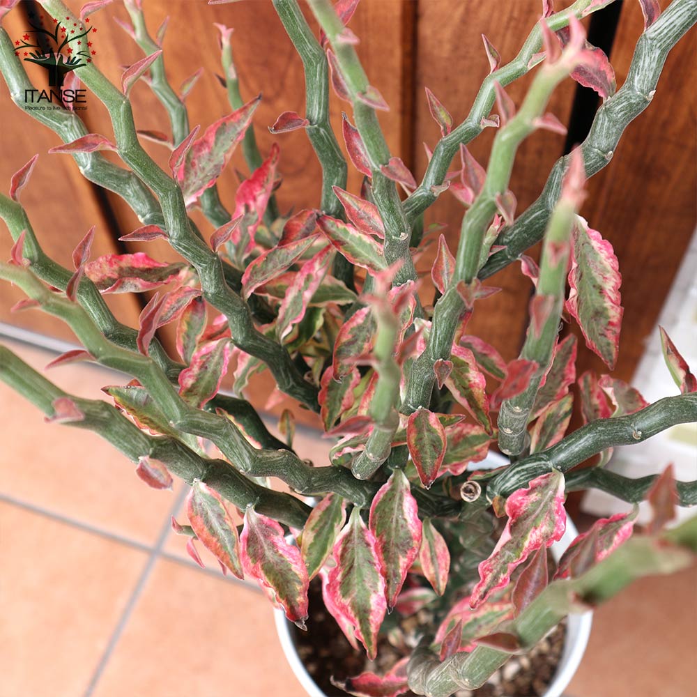 ペディランサスいぶすき観葉植物観葉のまち指宿