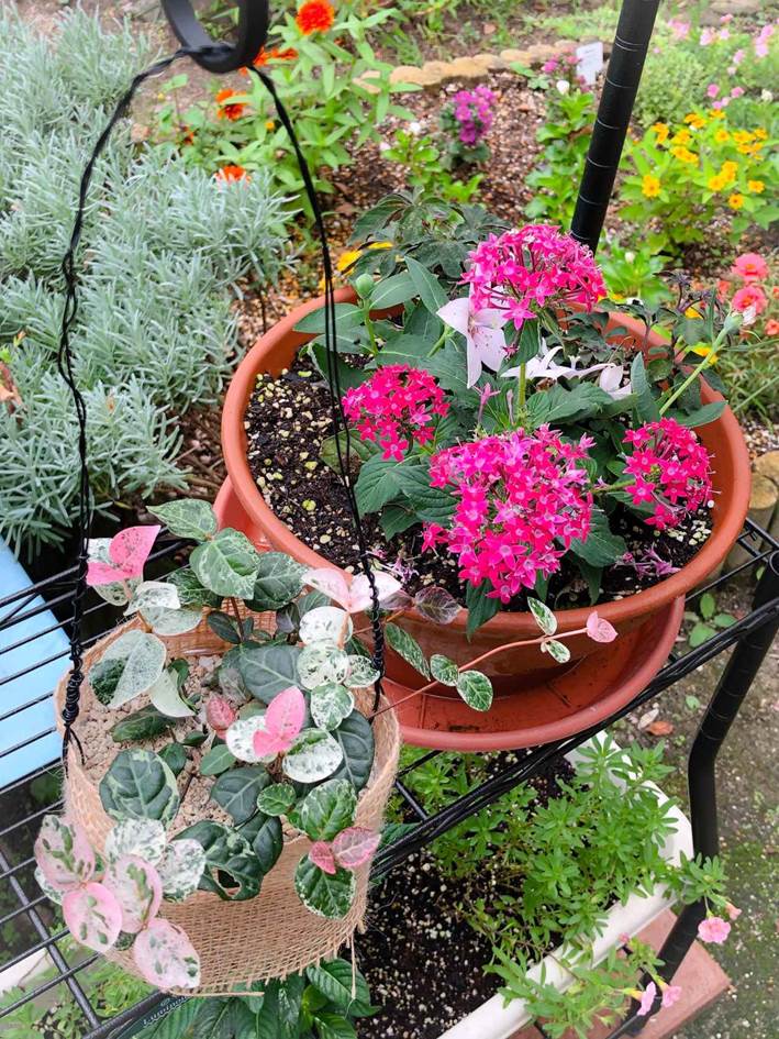 ベランダでもできる！ペットボトル菜園のつくり方