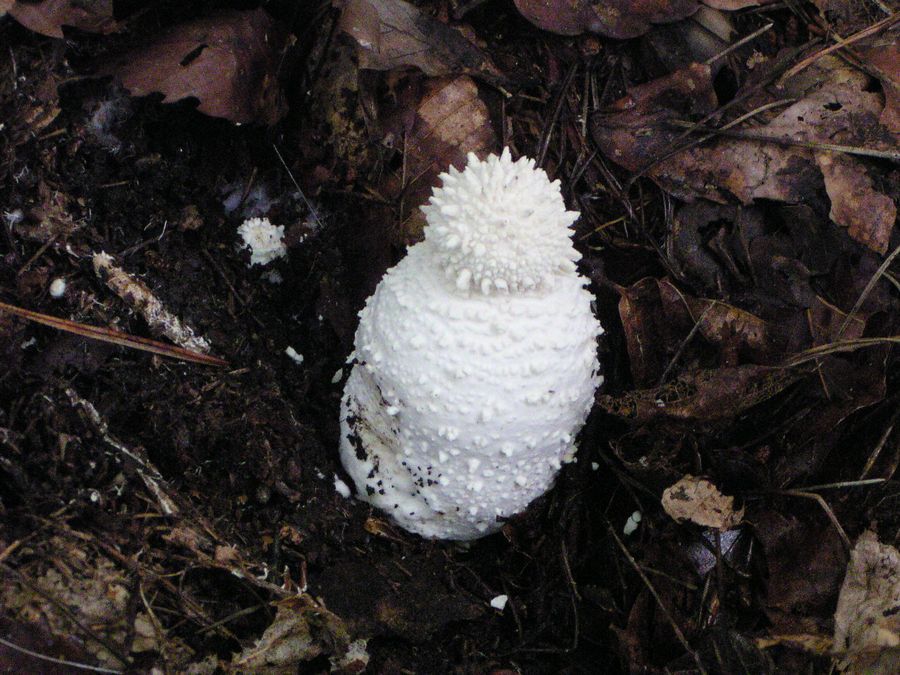 自然毒のリスクプロファイル：ドクツルタケ Amanita virosaテングタケ科テングタケ属厚生労働省