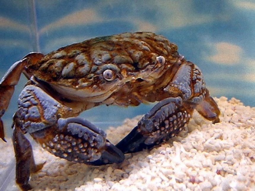 スベスベマンジュウガニ - Wikipedia