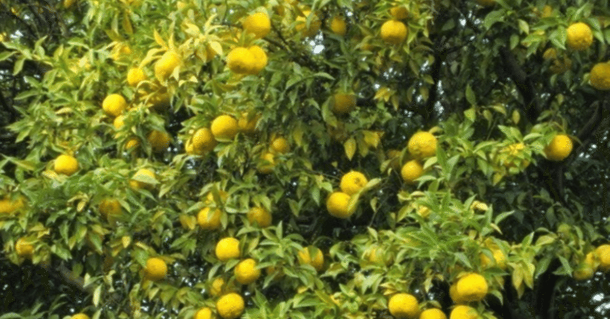 ゆず塩 100g・12袋 １ケース