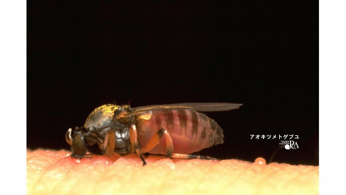 来たよ！いい波:ブユ ぶよ にやられました