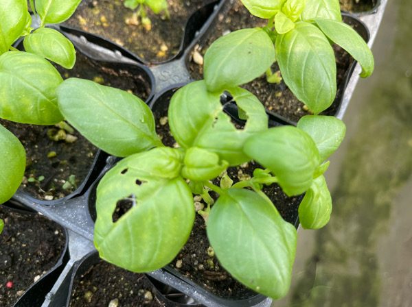 ナメクジ駆除剤 ナメトール