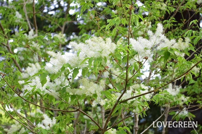 アオダモとはどんな植木？特徴と育て方について詳しく解説 - にわいろSELECT