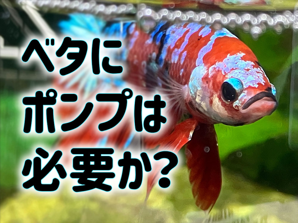 AmazonテトラTetraテトラ 静かなベタ飼育セット SF-17BF 水槽 アクアリウムTetra飼育セット 通販