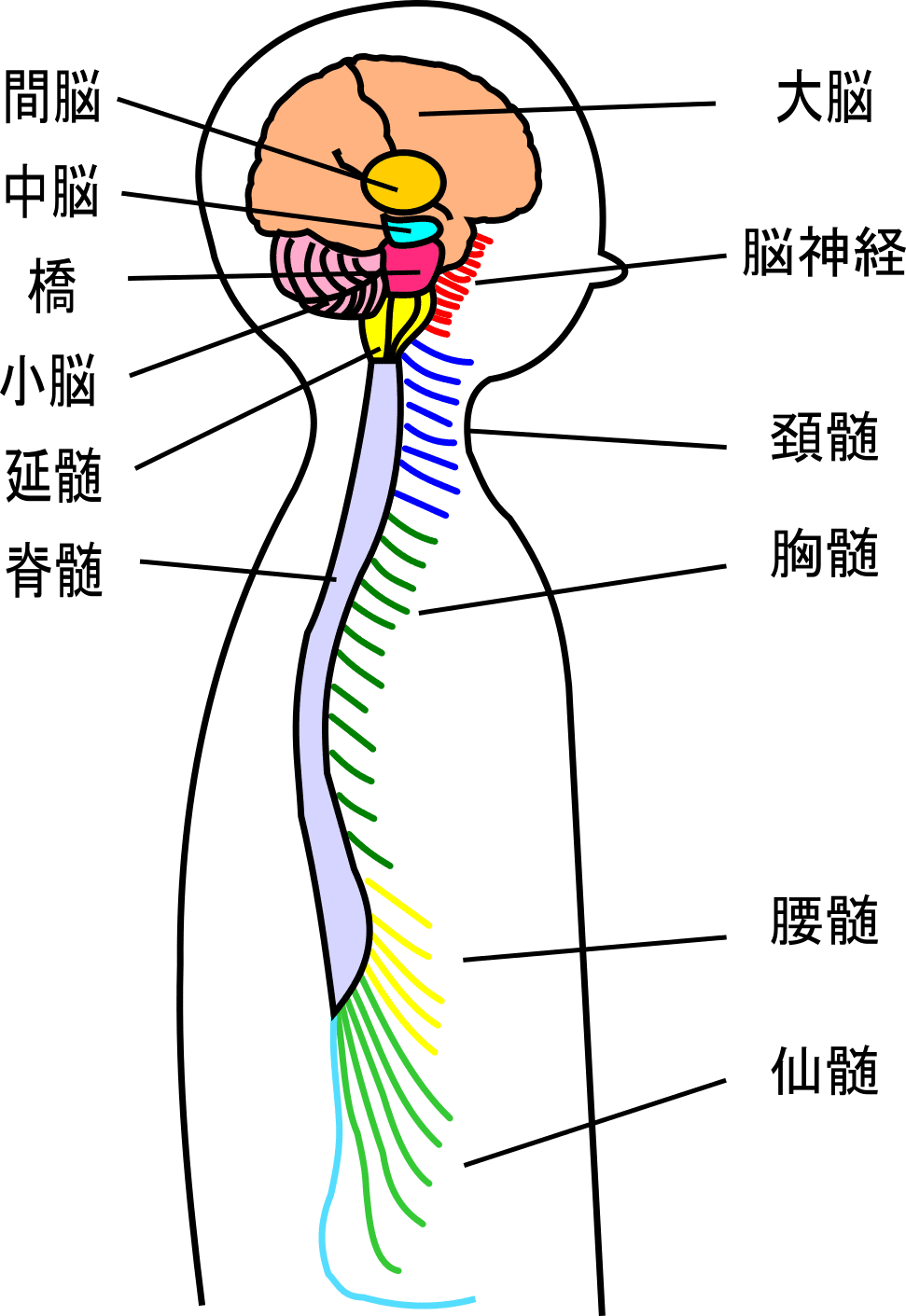黒バックに日本語で各部位の名称が記載された循環器系のシンプルなイラストのイラスト素材59355638- PIXTA