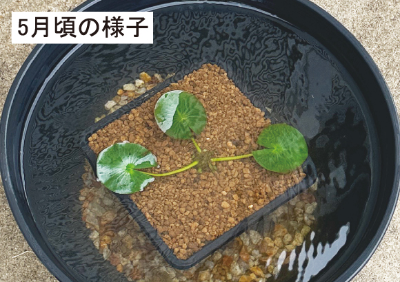 真夏に涼を呼ぶ・スイレンを咲かせよう」 庭づくり イエマガ