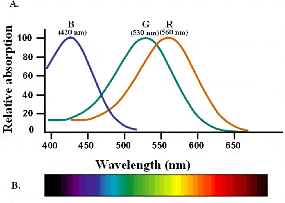色覚障碍 色覚多様性 と言ってもいろいろな見え方がある。タイプ別にみる物の見え方カラパイア