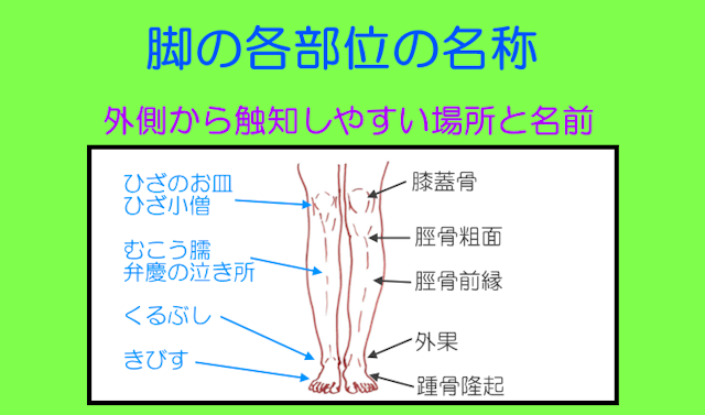 身体部位の名称ほけん道場