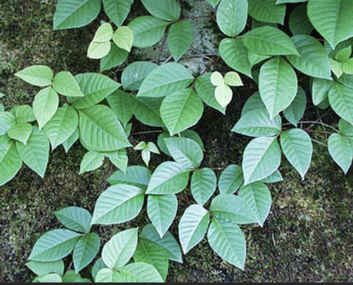 ぎんなん皮膚炎 - 川口皮膚科クリニック