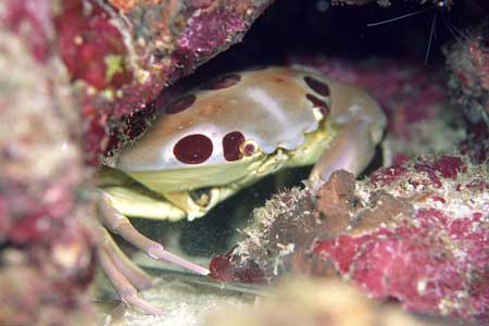 フクロムシは寄生するカニの味がするのか？食べて確かめてみた東京でとって食べる生活