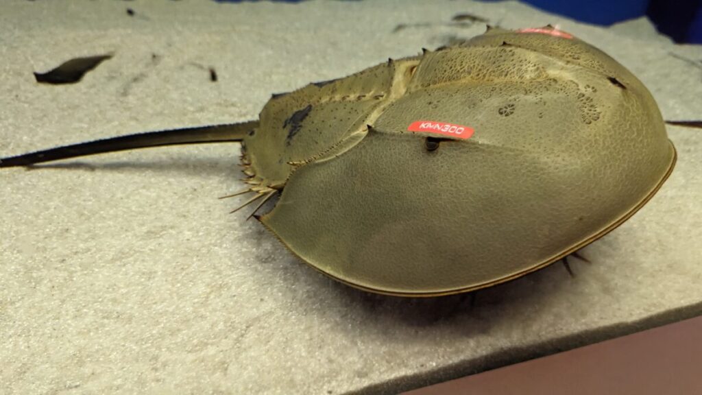 ゆっくり解説 青い血液は170万円⁉生きた化石「カブトガニ」とは何者か？を解説 絶滅を逃れたカブトガニの知られざる生態とは