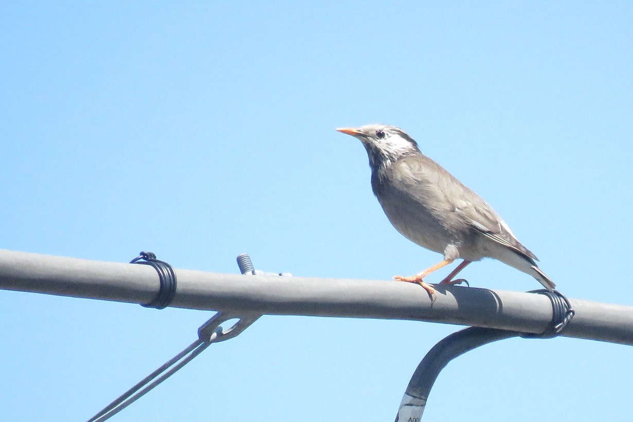 農家の敵、ムクドリの撃退と駆除方法 - Slingshotrifle