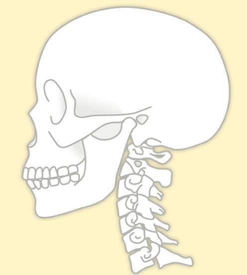 首 頚部 の構造