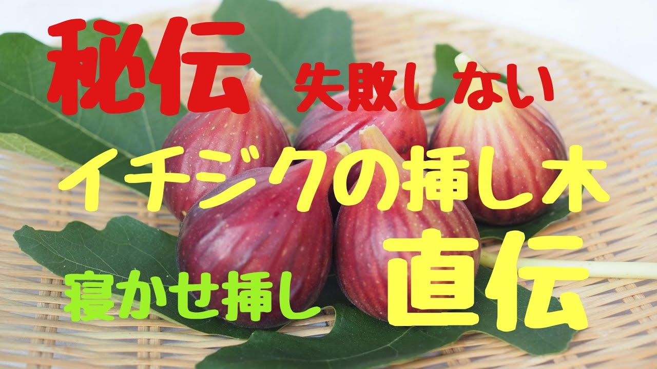 いちじくの挿し木栽培