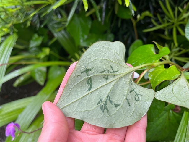 食べて、効いて、遊べるドクダミ。１０の方法で使ってみた。 – 道の駅 四季の郷公園 FOOD HUNTER PARK フードハンターパーク