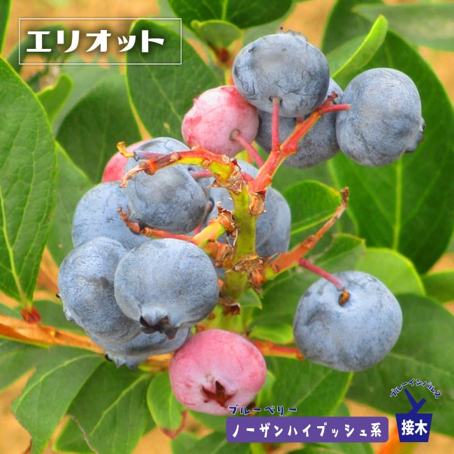 陰部 デリケートゾーン に粉瘤ができる原因と特に女性に多い理由 - 北海道皮膚のできものと粉瘤クリニック古林形成外科札幌院中央区大通にて皮膚悩みを土日祝も対応