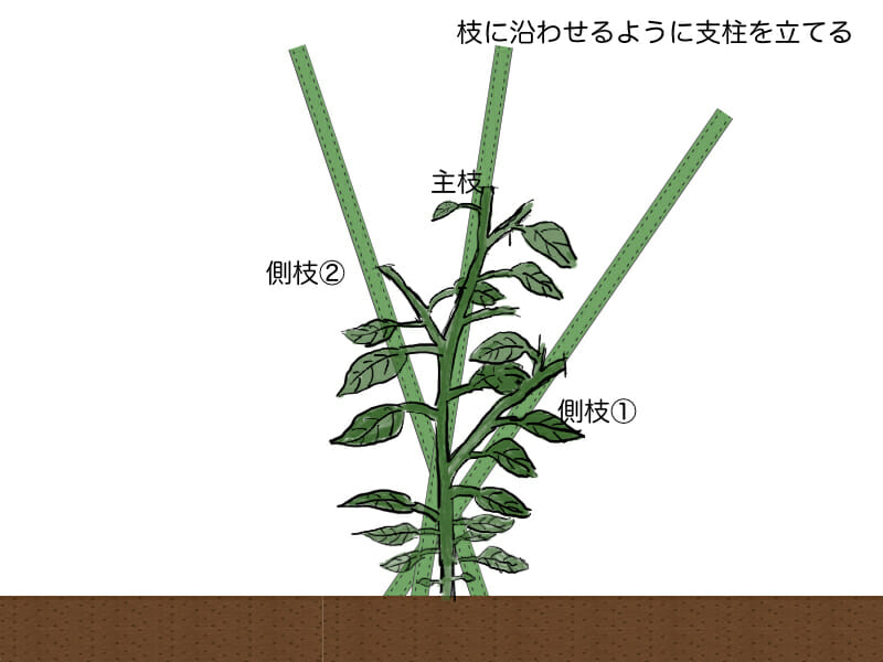 家庭菜園でのピーマンの育て方やコツをご紹介 初心者でも安心- For your LIFE