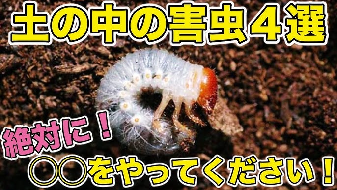 浴室で羽虫を見つけたら、それって床下に潜んでるシロアリかも？ - ダスキン寒川町支店 ターミニックス事業部