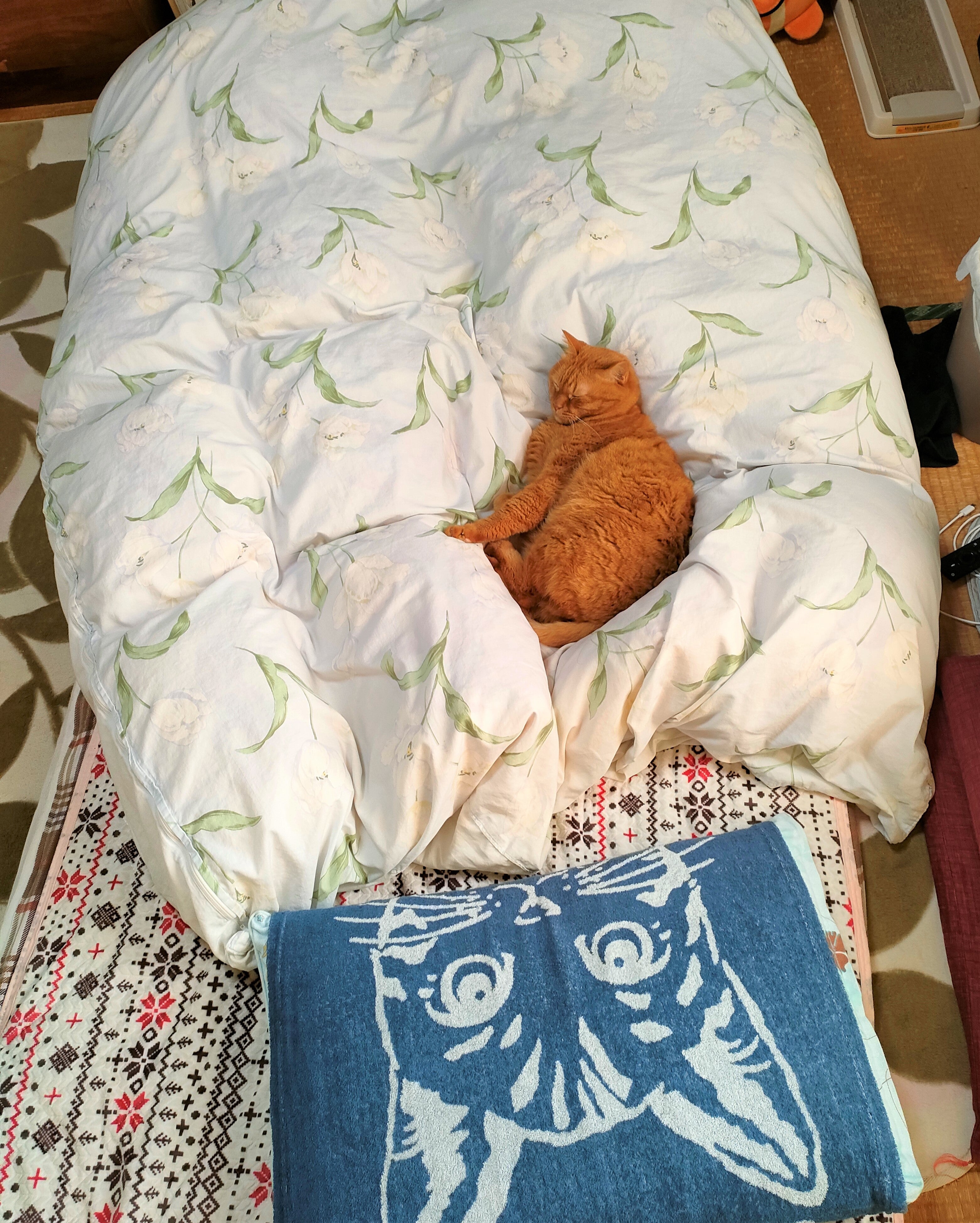 布団に潜る人イラスト - No: 23399470無料イラスト・フリー素材なら「イラストAC」