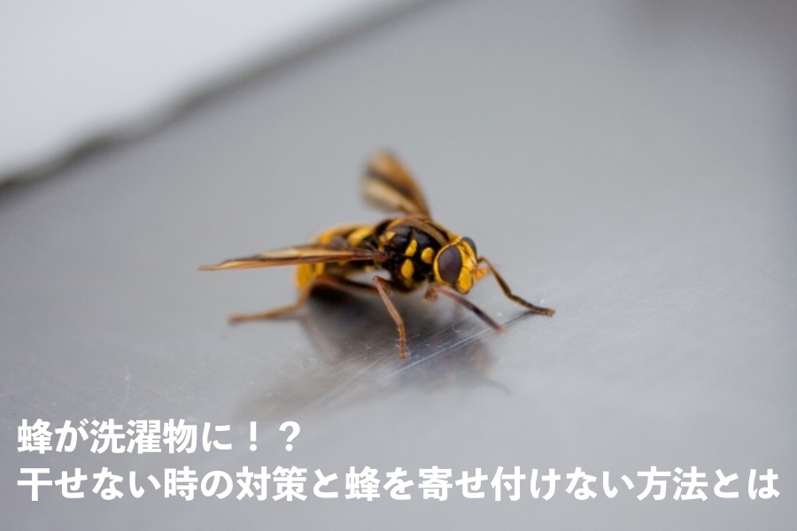 ベランダで洗濯物にくっついていた蜂に刺されました。なんという蜂か- Yahoo!知恵袋