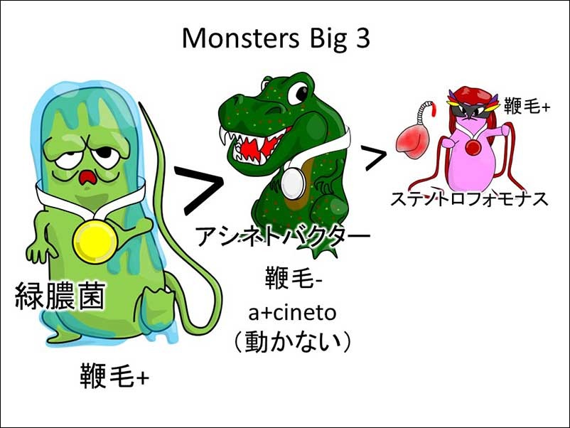 緑膿菌 細菌105198919 の写真素材 - アフロ