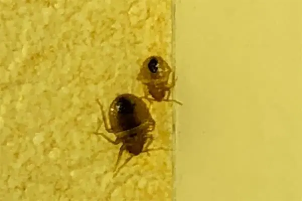 これってトコジラミ？トコジラミの大きさや色、刺された痕、潜伏場所などを紹介大洋防疫ブログ