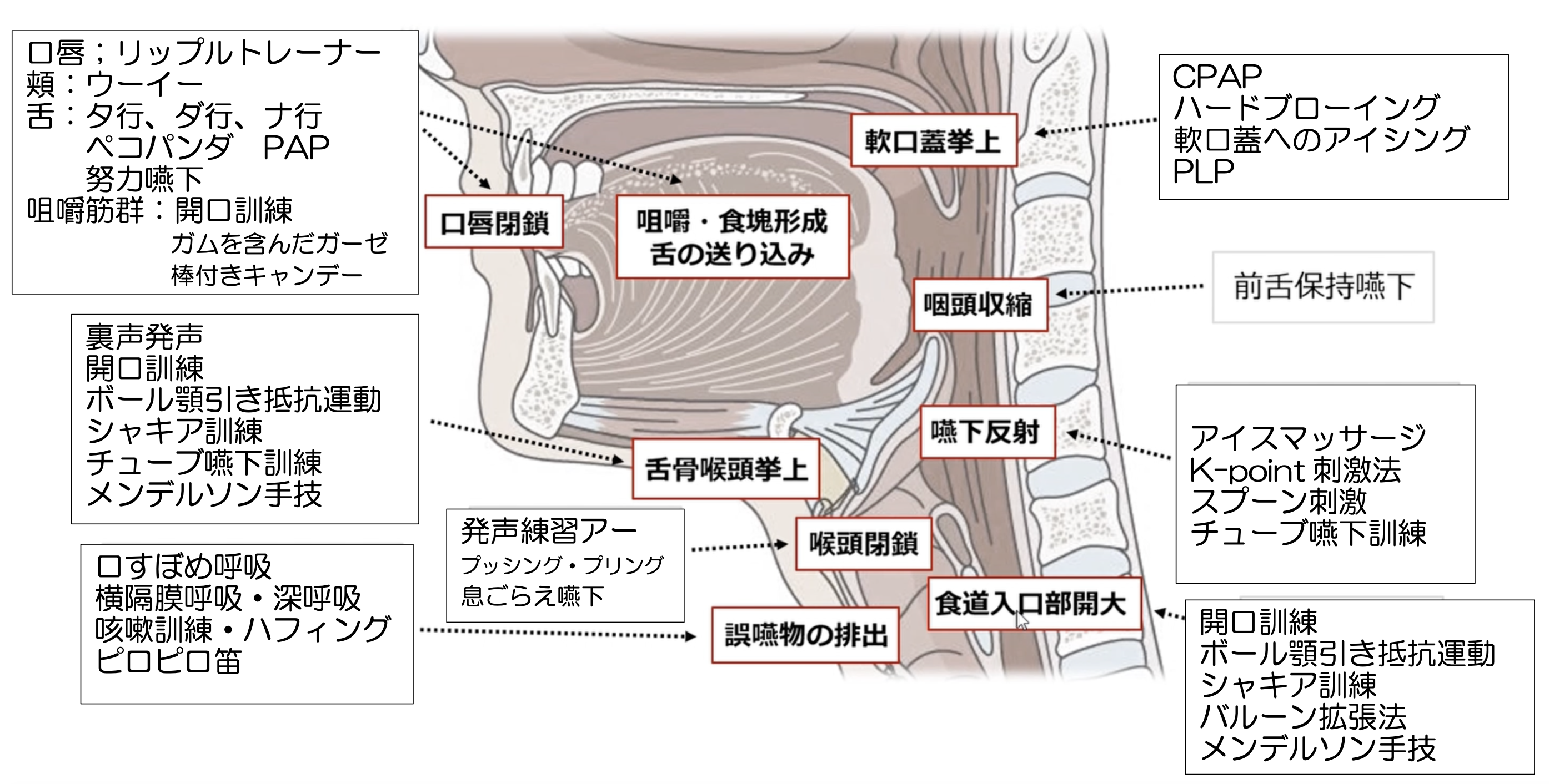 口腔・咽頭・喉頭・気管・食道 基礎知識 摂食嚥下のメカニズム 口や、のどの