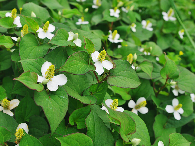 ドクダミを臭い臭いと言いつつ食べてみた東京でとって食べる生活