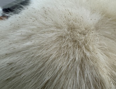 ダニ・シラミ・疥癬 オールシーズン気をつけたい虫の対策！