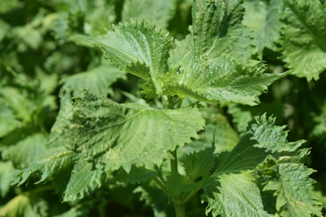 オクラと枝豆 混植する時の配置とオクラの定植 仕立て本数