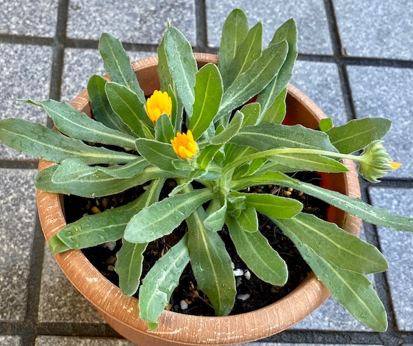 フユシラズ 冬知らず の育て方 カレンデュラの一種です