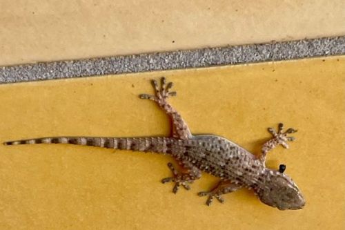 トカゲの夢の意味は？ 色・数・シチュエーション別暗示分析 夢占い 「マイナビウーマン」