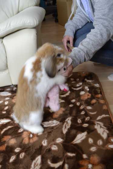 足にまとわりつくウサギ Rabbit is clinging to